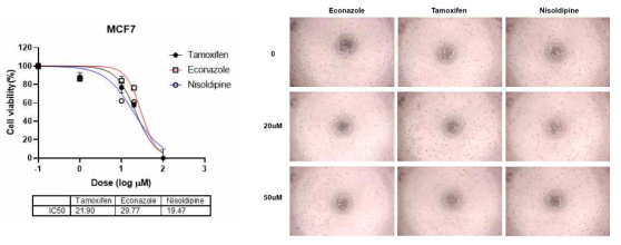 MCF7 세포주에 Econazol, Nisoldipine, Tamoxifen 48h 처리 후 IC50 과 세포 모양 확인