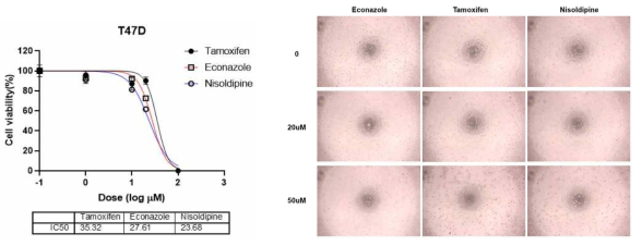 T47D 세포주에 Econazol, Nisoldipine, Tamoxifen 48h 처리 후 IC50 과 세포 모양 확인