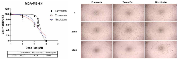 MDA-MB231 세포주에 Econazol, Nisoldipine, Tamoxifen 48h 처리 후 IC50 과 세포 모양 확인