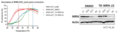 TK-WRN-4와 TK-WRN-22의 WRN 결합력 비교