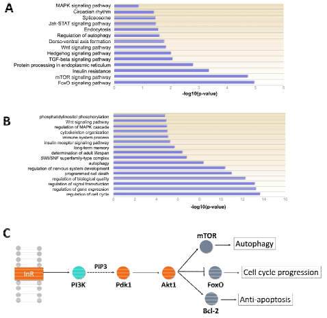 예측된 top 100 표적 단백질의 생리적 특성 분석. (A) KEGG pathway 분석, (B) GeneOntology 분석, (C) Insuline signaling pathway