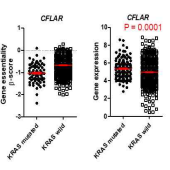 KRAS mutation 세포주에서 CFLAR의 변화