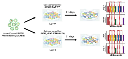 KRAS mutation에 따른 kinome CRISPR/Cas9 스크리닝