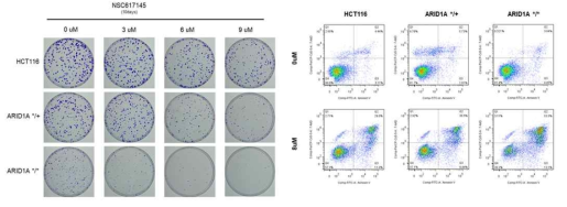 WRN 억제제 NSC617145에 의한 세포사멸 및 apoptosis 증가