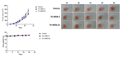 WRN 억제제 후보화합물의 in vivo 항암효과 확인