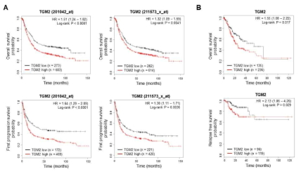 TGM2 발현에 따른 생존 분석