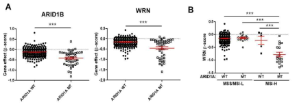 ARID1A mutation 세포주에서 WRN 유전자의 essentiality 확인