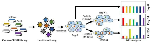 NRAS 돌연변이 폐암 세포주를 이용한 kinome CRISPR 스크리닝