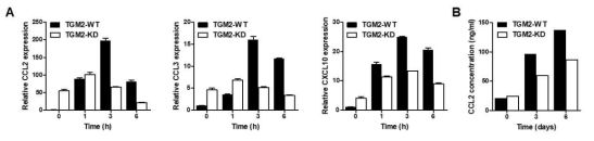 TGM2 KO에 의한 IL-1β 반응성 cytokine 발현 비교