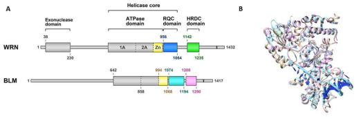 A) WRN helicase의 domain 구성 (Kitano, Front. Genet. 2014) B) 예측된 WRN helicase domain의 구조 (금색), 정밀화 된 구조(분홍색)와 구조 예측에 사용된 template 구조(하늘색)