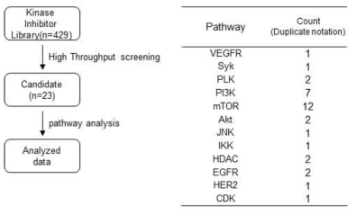 교모세포종 세포주 U87MG에 대한 High Throughput Screening