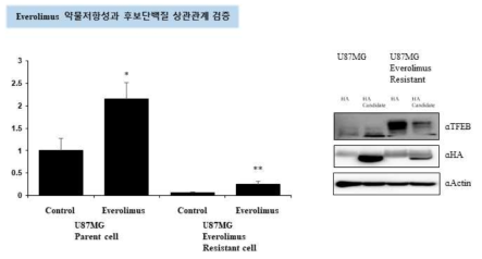 약물저항성 후보 단백질과 약물저항성 간의 상관관계 검증