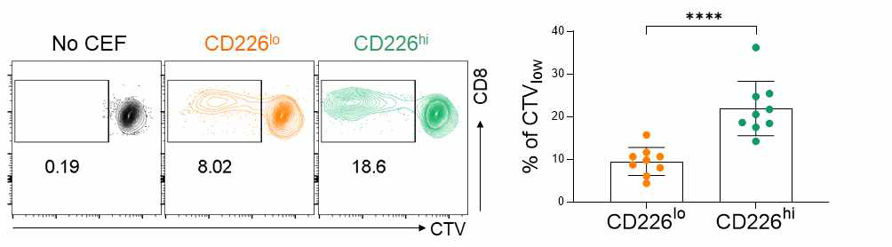 CD226hi와 CD226lo 메모리 T 세포의 항원 특이적 증식 분석