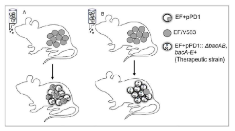 Enterococcus faecalis의 niche competition