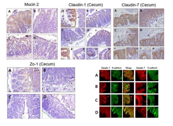 F. prausnitzii 균주들을 실험쥐들에게 경구투여를 했을때, 장벽항상성이 무너짐을 확인함