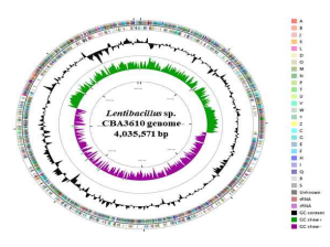 Circular map of the Lentibacillus sp