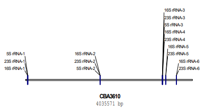 Lentibacillus sp. CBA3610 균주의 유전체 내에서 rRNA gene 의 위치