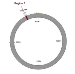 Prophages in the CBA3610 genome