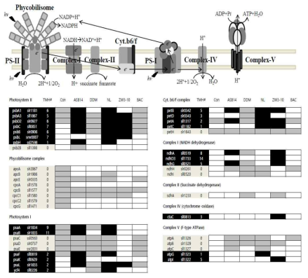 에너지 대사에 관여하는 확인된 막 단백질 기능 지도 (Functional Map)