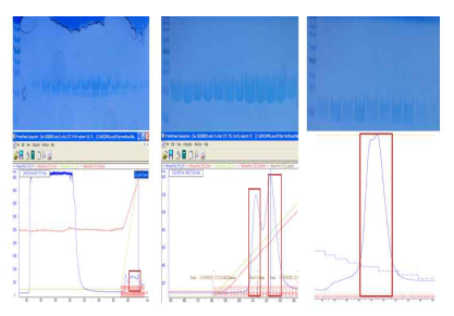 L2-6 hypothetical protein FP2_30540의 정제 과정. (좌) Affinity chromatography (중) Ion chromatography (우) Size exclustion chromatography