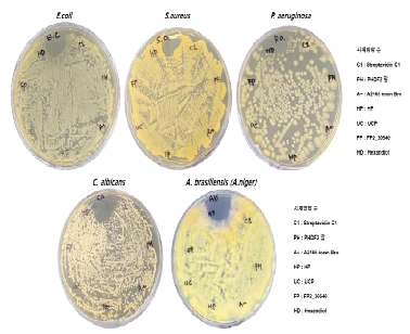 항균성 (박테리아 3종, 진균2종) 초기 실험