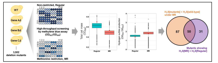 MR 조건 하에서 황화수소 발생에 관여하는 gene에 대한 Genome wide screening