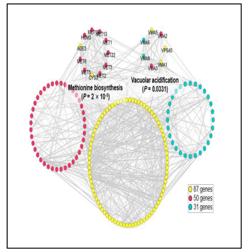 선별된 168개 유전자에 대한 Genetic network 모식도