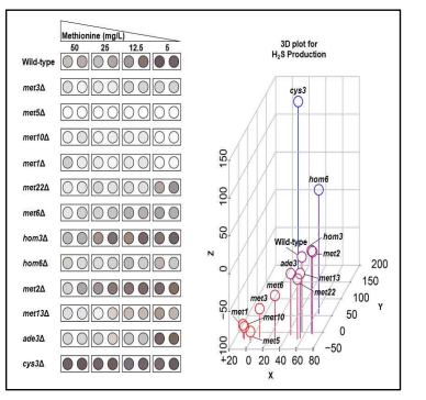 Methionine 생합성 관련 유전자를 deletion한 strain들의 황화수소 발생량 비교