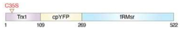 Trx1/cpYFP/fRMsr 바이오센서의 구성