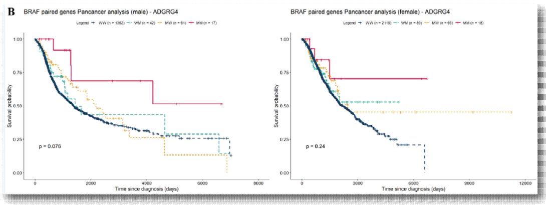 BRAF/MAPK inhibitor에 대해 유의한 SCI pair 조합 여부에 따른 환자 생존률 차이를 TCGA 데이터로 확인함