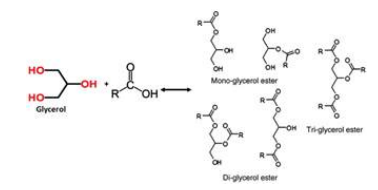 글리세롤의 글리세롤 에스테르 전환 반응