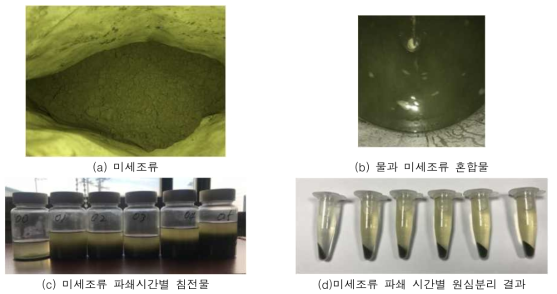 미세조류 파쇄 결과