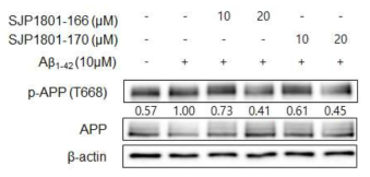 도출된 선택적 JNK3 억제제의 신경세포 내 APP 인산화 억제 효과