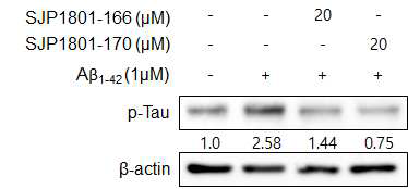 도출된 선택적 JNK3 억제제의 신경세포 내 Tau 인산화 억제 효과