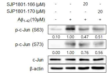 신경세포에서 선택적 JNK3 억제제의 amyloid-β 유도 JNK 활성화 저해 효과>