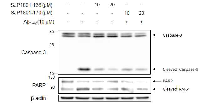 선택적 JNK3 억제제의 amyloid-β 유도 apoptosis 신호전달 활성화 저해 효과