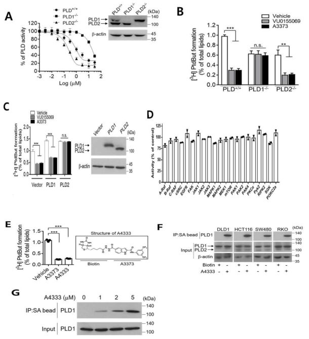 A3373 selectively inhibits PLD1 activity via direct binding