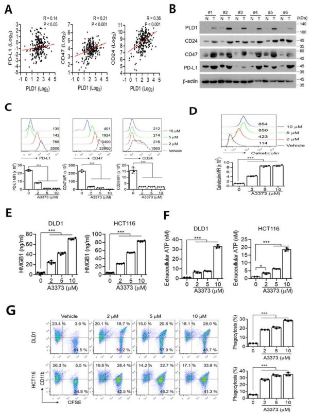 Pharmacological inhibition of PLD1 downregulates ‘do not eat me’ signals and upregulates ‘eat me’ signals, subsequently enhancing phagocytic activities