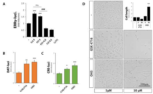 ERRγ 효능약에 의한 neurite outgrowth 조절