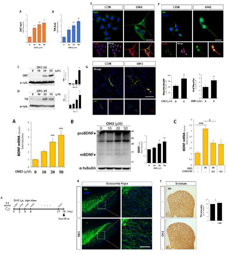 ERRγ 효능약에 의한 in vivo neurite outgrowth 조절