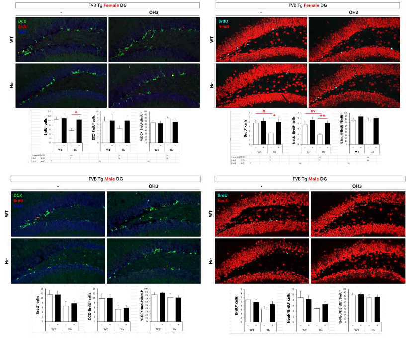 ERRγ 효능약에 의한 in vivo neurogenesis 조절 평가