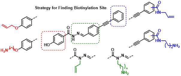 선도화합물의 화합물 구조에 대한 chemical probe 결합 장소 탐색