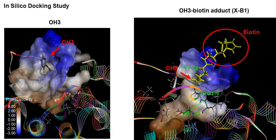 biotin adduct 및 전구체들에 대한 docking study