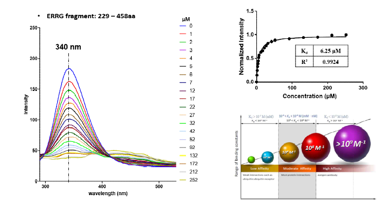 Fluorescence resonance energy transfer (FRET)를 이용한 화합물-수용체 fragment의 분자수준 상호작용 검증