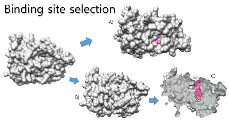구조 기반 Errγ 타깃 작용 화합물 도출을 위한 단백질 binding site 선정