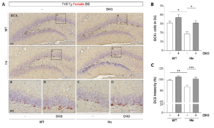 HPB2가 마우스 neurogenesis marker에 미치는 영향 평가