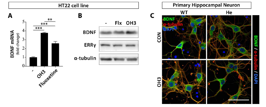 HPB2가 hippocampus neuronal cell에서 BDNF 발현에 미치는 영향 평가