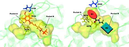 ERRγ 효능제 GSK4716의 ERRγ 단백질에 대한 결합 방식 모식도