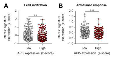 Bioinformatics를 통한 API5 발현에 따른 CD8+ T세포 침윤 또는 CD8+ T세포 매개 항종양반응 비교
