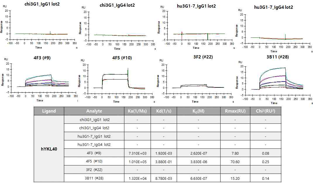 hYKL40에 대한 API5 항체의 비 특이적 결합력 테스트